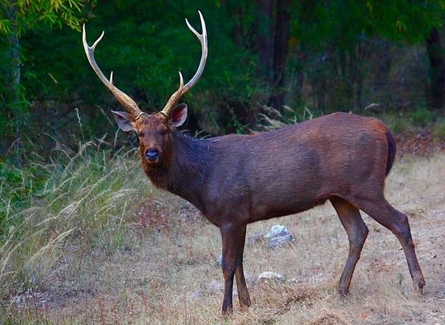 13 arrested in connection Sambar deer poached in Gangaram forest | GNS News