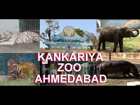 Authorities at Kankaria Zoo in A'bad made special arrangements for animals  in declining temperature | GNS News